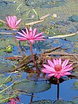 IMG_0880