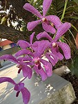 IMG_1286
