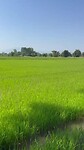 Ricefield