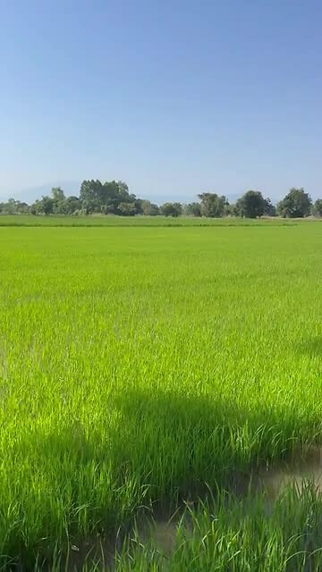 Ricefield