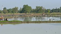 Ricefield