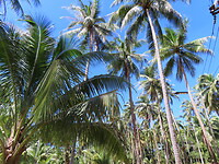 IMG_0937