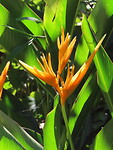 IMG_1187
