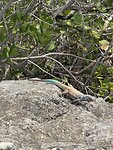 IMG_3118
