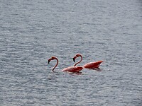 IMG_0083