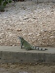 IMG_0063