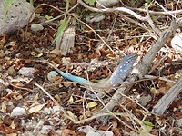 IMG_0312