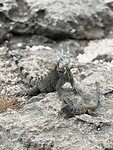 IMG_3509