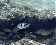 IMG_3658