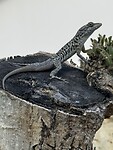 IMG_3752