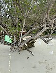 IMG_4271