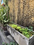 IMG_4411