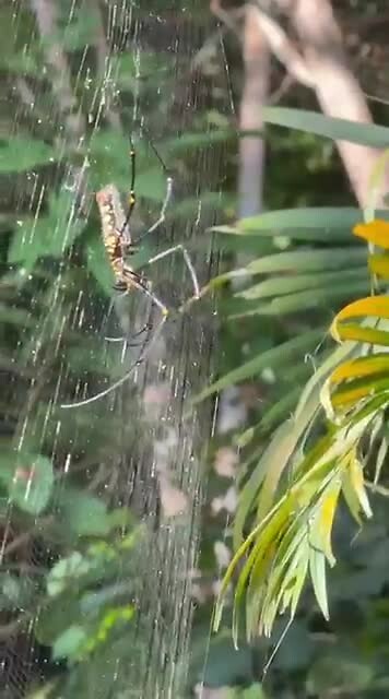 Itsy Bitsy Spider