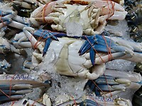 IMG_1350