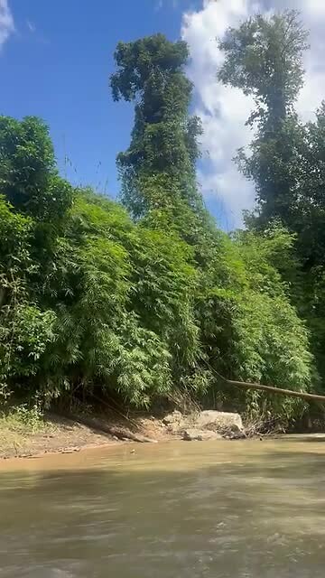 Bamboo Rafting 1