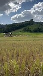 Rice Field
