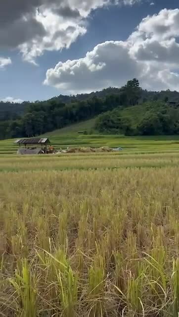 Rice Field