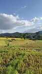 Again Rice Field