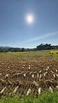 Rice Field