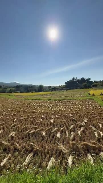 Rice Field