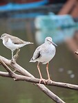 IMG_1529
