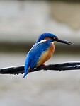 IMG_1501