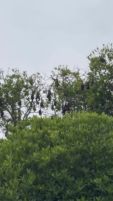 Flying Fox
