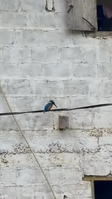 Kingfisher