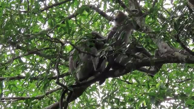 Monkey - 1