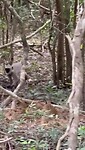 Monkey - 3