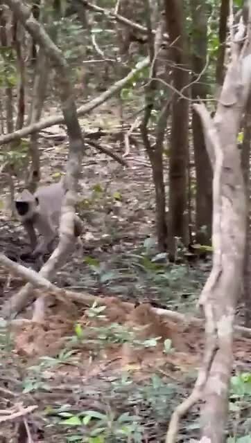 Monkey - 3