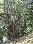 IMG_1975