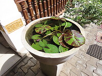 IMG_1881