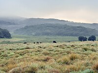 IMG_6963