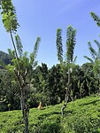IMG_7163