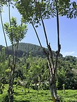 IMG_7162