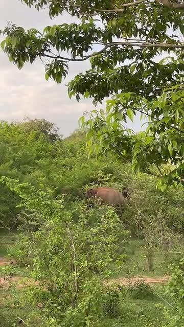 Olifant 1