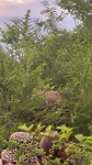 Olifant 2