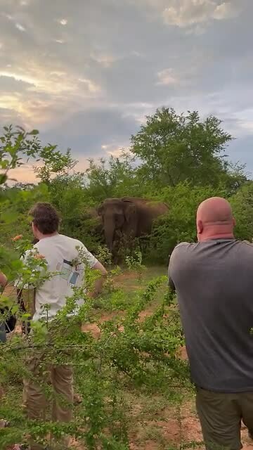 Olifant 4