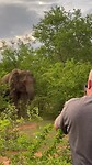 Olifant 3