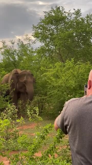 Olifant 3