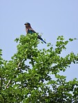 IMG_2283