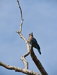 IMG_2267