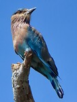 IMG_2266