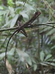 IMG_2421