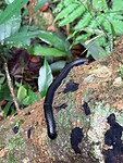 IMG_7424