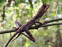 IMG_7416