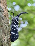 IMG_7413