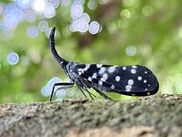 IMG_7411