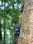 IMG_7405